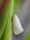 White flatid planthopper named metcalfa pruinosa Royalty Free Stock Photo