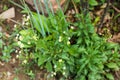 White Fleabanes in Garden, flower vintage background. Royalty Free Stock Photo