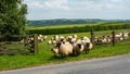 White fleeced sheep Royalty Free Stock Photo