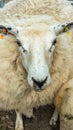 White fleeced sheep