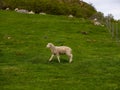 White-fleeced sheep running on a lush grassy meadow