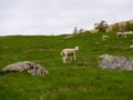 White-fleeced sheep running on a lush grassy meadow Royalty Free Stock Photo