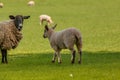 White-fleeced sheep are standing in a lush, green field, enjoying the sunshine