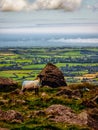 a sheep stands on top of the hill overlooking the landscape