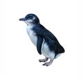 The white-flippered penguin Eudyptula minor albosignata