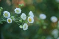 White floers on green background. Royalty Free Stock Photo