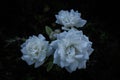 White flora in garden park