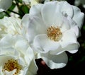 White Floribunda garden roses Royalty Free Stock Photo