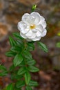 White Floribunda rose -- cultivar Iceberg