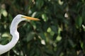 White Florida egret head shot Royalty Free Stock Photo