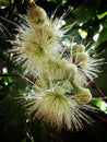 White flover  long stem with petels flower bud beautiful Royalty Free Stock Photo