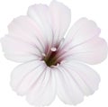 White Flower Royalty Free Stock Photo