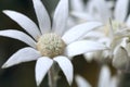 White Flower Royalty Free Stock Photo