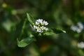 White flower. ÃÂ¡alepina irregularis, delicate flower in the meadow