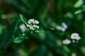 White flower. ÃÂ¡alepina irregularis, delicate flower in the meadow