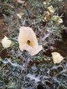 White Flower with allow Flower in Indian feald