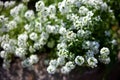 White flower. Alyssum bush, also called sea lobularia, or beetroot. blur the background, select focus. Garden Royalty Free Stock Photo