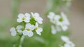 White flower alyssum or lobularia maritima. Arabis alpina caucasica white flowers. Slow motion. Royalty Free Stock Photo