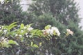 this is white flower. This is amazing flower