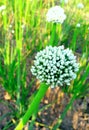 White flower Royalty Free Stock Photo