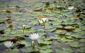 White flower amid water lilies in a water pond