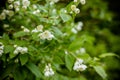 White flower of Andaman satinwood, Chanese box tree, Cosmetic bark tree, Orange jasmine, Orange jessamine, Satin wood Royalty Free Stock Photo