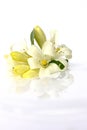 White flower, andaman satinwood on water.