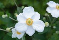 White flower of Anemone Hupehensis