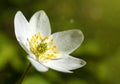 White flower Anemone nemorosa. Close-Up. Macro shot. Primroses. Spring forest. Floral background. Sun. Banner with Royalty Free Stock Photo