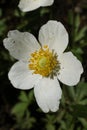 White flower of Anemonoides sylvestris, known as snowdrop anemone or snowdrop windflower Royalty Free Stock Photo