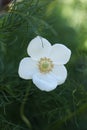 White flower of Anemonoides sylvestris, known as snowdrop anemone or snowdrop windflower Royalty Free Stock Photo