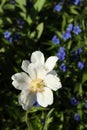 White flower of Anemonoides sylvestris, known as snowdrop anemone or snowdrop windflower Royalty Free Stock Photo