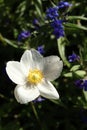 White flower of Anemonoides sylvestris, known as snowdrop anemone or snowdrop windflower Royalty Free Stock Photo