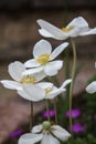 White flower of Anemonoides sylvestris, known as snowdrop anemone or snowdrop windflower Royalty Free Stock Photo