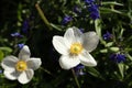 White flower of Anemonoides sylvestris, known as snowdrop anemone or snowdrop windflower Royalty Free Stock Photo