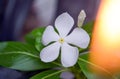 White flower Annual Vinca