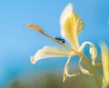 An ant on a white flower in the garden Royalty Free Stock Photo