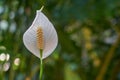 White flower anthurium with green blured background. Royalty Free Stock Photo