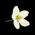 White flower of apple tree on a black background. Vector stock illustration eps 10. Royalty Free Stock Photo
