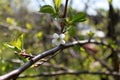 White flower of apple tree with branch on green leaves background. Horizontal view. Royalty Free Stock Photo