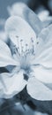 White flower of apple tree close-up. Petal, pistil, stamen. Spring and flowering plants. Nature mobile phone wallpaper. Blue gray