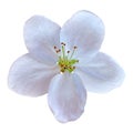 White flower of apple tree sakura isolated on white background. Close-up. Macro. Element of design