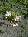 White flower of apple tree. sprig of apple tree with flower and buds. pink buds