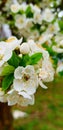 White flowers of apple tree blossoming and  a insect sucking its nectar Royalty Free Stock Photo