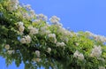 White flower arch garden arcade