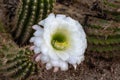White flower, Argentine Giant cactus from South America Royalty Free Stock Photo