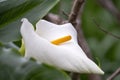 White flower of an arum lily (zantedeschia aethiopica), native to southern Africa