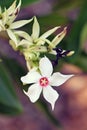 White flower of the Australian native tropical Cassowary Plum, Cerbera floribunda, family Apocynaceae
