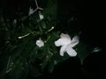 White flower back ground