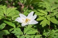 White flower on a background of green leaves